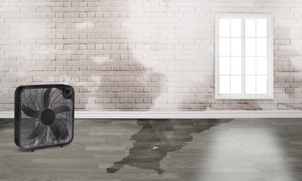 Best Mold removal after water damage  in Manti, UT